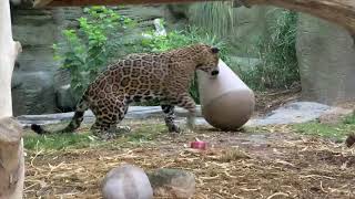 Bella And The Weeble-Wobble