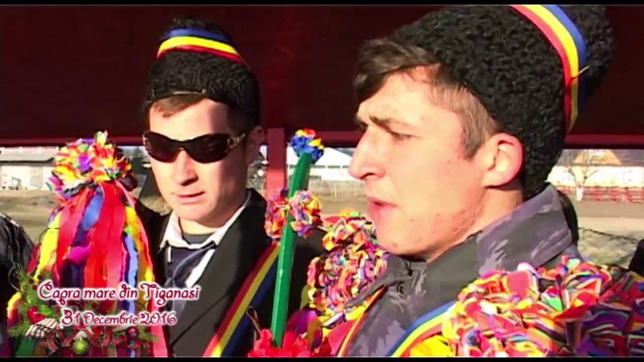 Capra din Tiganasi 2016