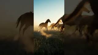 “Speed. Power. Freedom. 🐎🔥Watch these horses fly like the wind!”