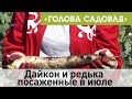 Голова садовая - Дайкон и редька посаженные в июле