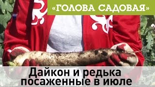 Голова садовая - Дайкон и редька посаженные в июле