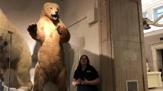Buffalo Museum of Science Virtual Tour: Brown Bear