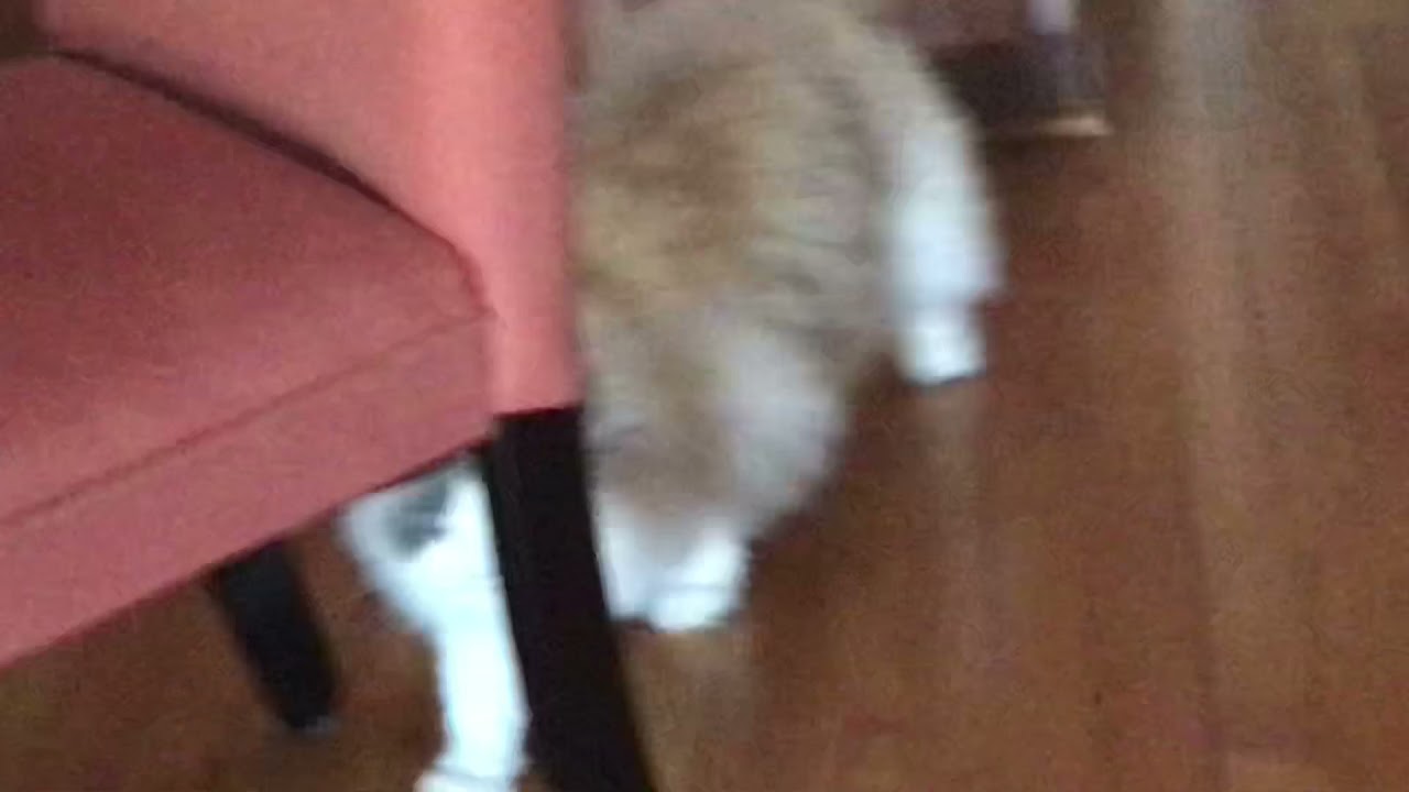 Cat hits her head silly YouTube