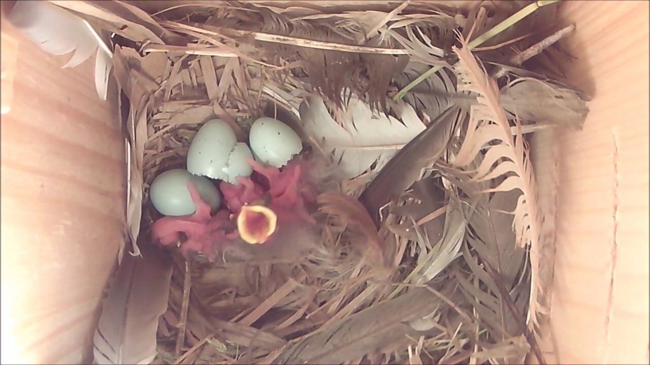Starlings nesting in Smart Nest Box