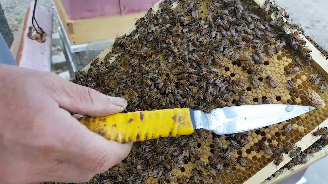 자연왕대를 이용한 분봉 0-4-26