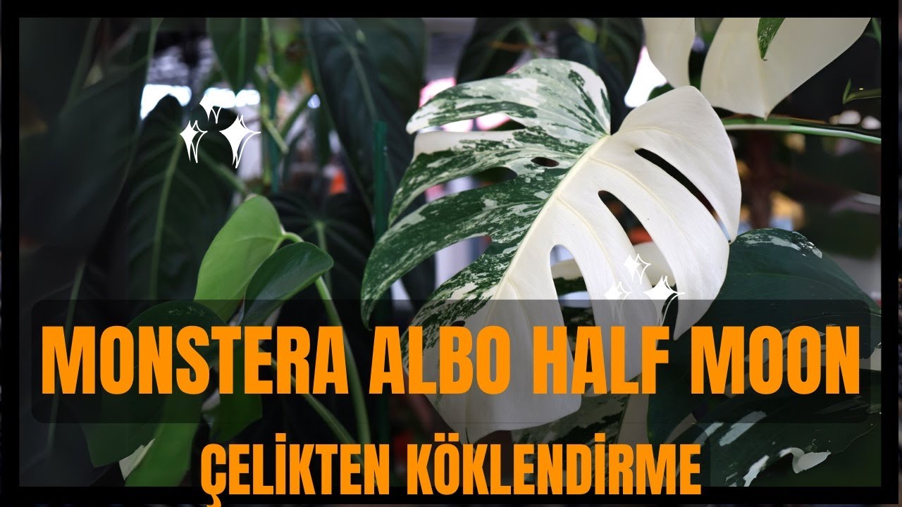 DEVE TABANI | MONSTERA ALBO KÖKLENDİRME