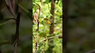 Download Lagu Mikat burung sogok ontong #shorts #sogon #sogokontong #birds #nature MP3 Download Lagu Mikat burung sogok ontong #shorts #sogon #sogokontong #birds #nature MP3