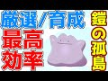 【鎧の孤島最新版】殿堂入り後やること。初心者でも出来る理想個体や6Vを最高効率で量産する孵化厳選と育成の方法について徹底解説。復帰・新規・古参勢向け決定版【ポケモン剣盾実況】