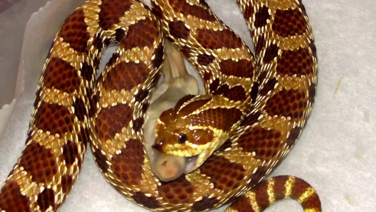 snake oil hognose feeding
