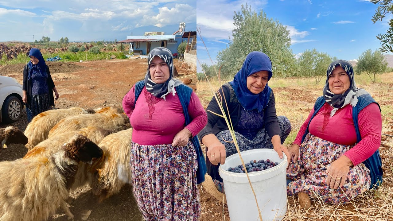 TEYZEM SÜPER YENİ KÖY EVİ ÇİFTLİĞİ 😍 ZEYTİN HASADI YAPIMI KOYUN KUZULAR ÇOBAN HAYATI