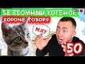 КОРОЧЕ ГОВОРЯ, Я БЕЗДОМНЫЙ КОТЕНОК 50 [От первого лица] История одной жизни