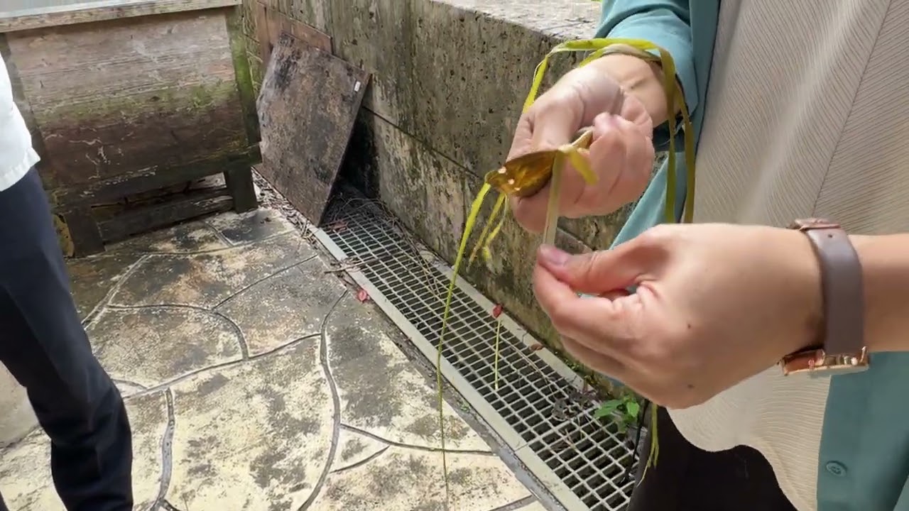 宮古上布、若い力で未来へ繋ぐ伝統工芸の今 - OKINAWA41