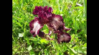 Iris. Parc Florale. Paris 18.05.2023