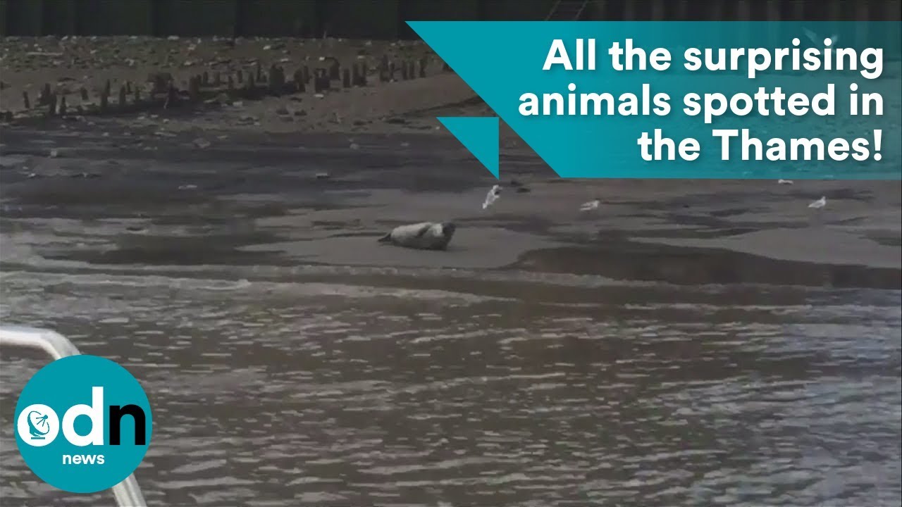 All the surprising animals spotted in the River Thames! - YouTube