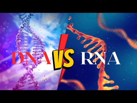 Video: DNA ve RNA'daki şeker arasındaki fark nedir?