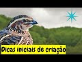 VAMOS COMEÇAR COM A CRIAÇÃO DE CODORNAS | how to create quail