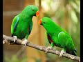 Bolta tota talking parrot