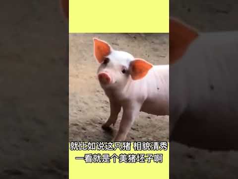 搞笑  好笑   笑话