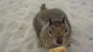 Is this a chipmunk or squirrel? | iJustine