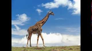 Why I am no longer a creationist - Part 3.1: Missing LInks - Giraffoidea