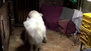 【グレートピレニーズ】アラン久しぶりの我が家で暴れる