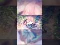 アカシア - covered by 花前ハル