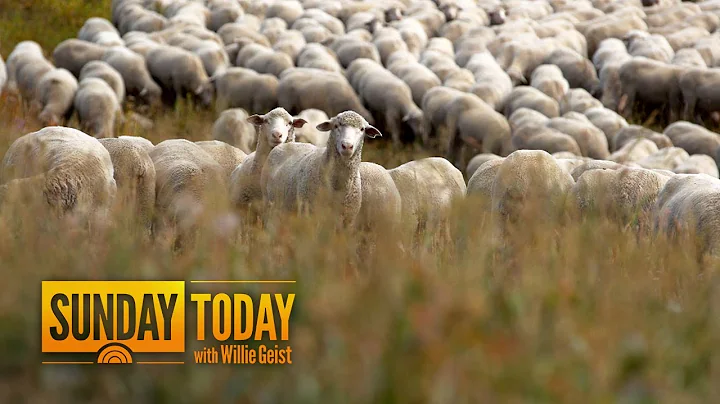 These Happy Sheep In Montana Are The Foundation For Apparel Company Duckworth | TODAY