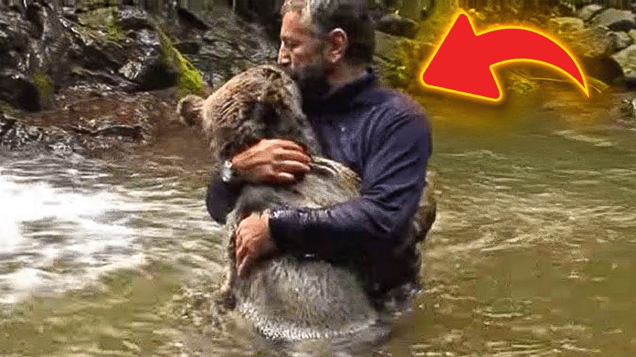 Mama Bear Pleads To Man To Save Her Drowning Cubs - YouTube