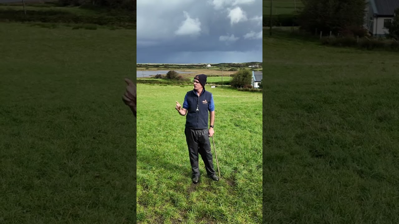 Border Collies in Action on Ireland’s Wild Atlantic Way!