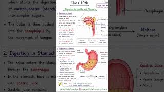 Human  digestive systems # life processes #class 10# board exam #biology