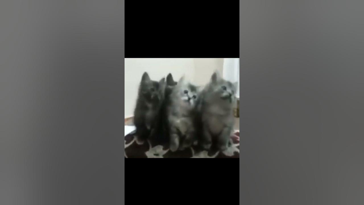 ramadan mubarak cat meme