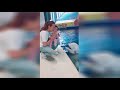 Beluga Whale Gets Confused After Little Girl Starts Crying After a Kiss