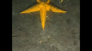 IMAS salmon interaction research  seafloor time lapse