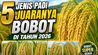 5 Jenis Padi Juaranya Bobot di Tahun 2026
