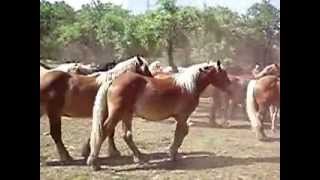 De Villalangua a campo Tolosana y acando en Sallent de Gállego