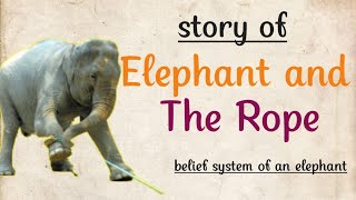 Details Story Of Elephant Rope | Elephant Belief Story | Belief System Motivational Video |Positive Thoughts News