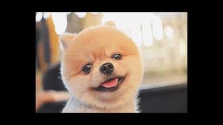 What is a  Pomeranians dog by Gods Creations Daily 55 views 1 year ago 1 minute, 8 seconds