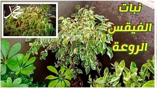 طريقة زراعة نبات الفيقسمن أجمل وأروع نباتات الزينة المنزليه الخلابةهواية الزراعةMuhammad Qandil 