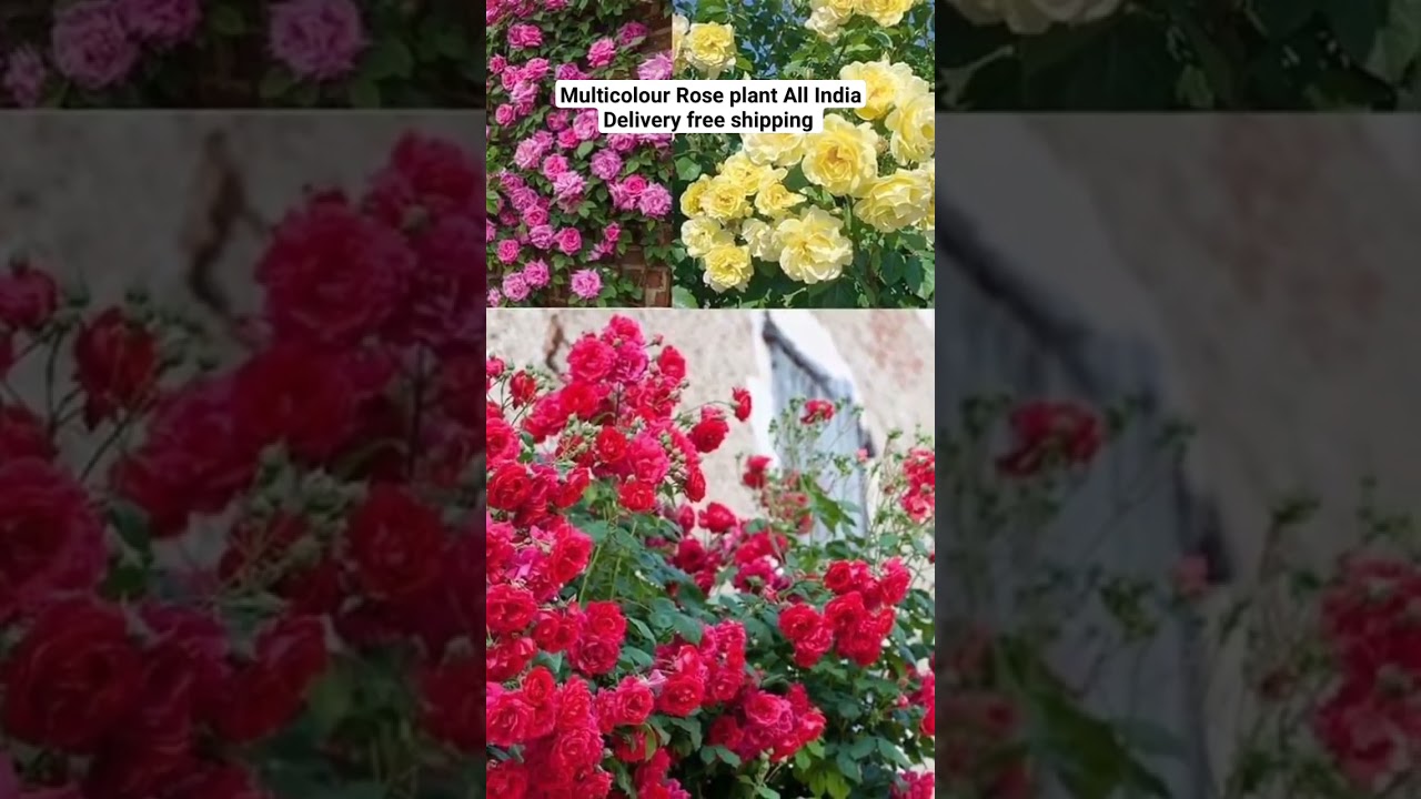 Multicolour Rose plant All India Delivery free shipping 
