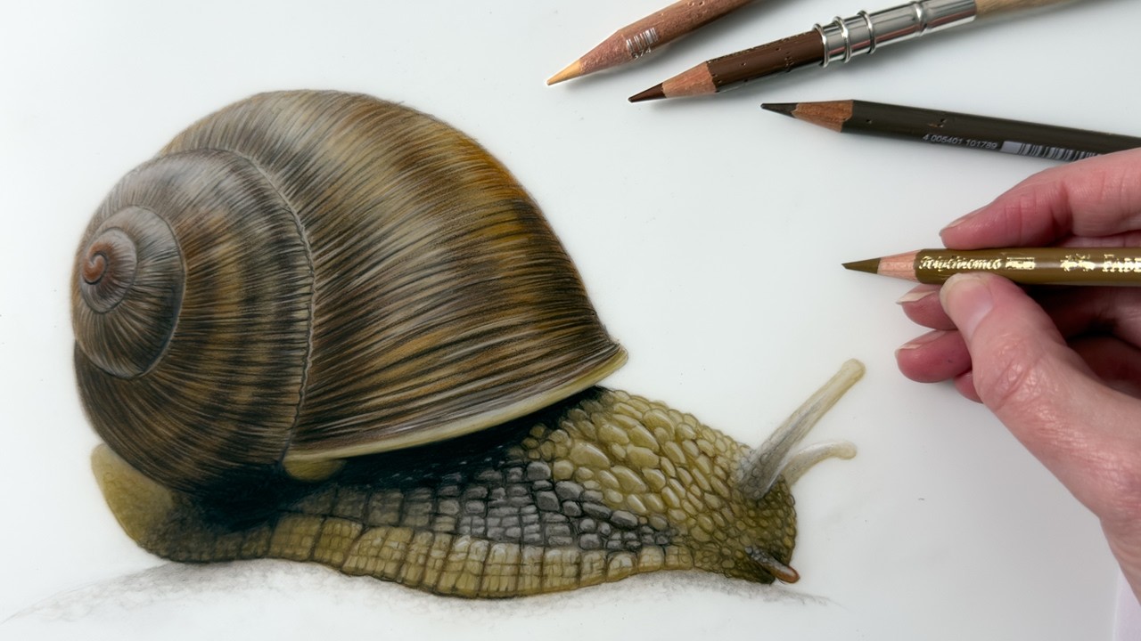 Drawing a Garden Snail In Colored Pencil