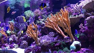 Vivid 400 Gallon Mixed Reef Aquarium 2015