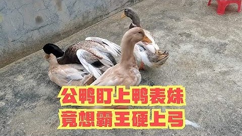 先婚后爱，公鸭盯上鸭表妹，竟想霸王硬上弓，母鸭叫破喉咙反抗