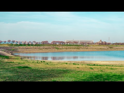 Osaka Walk - Sayamaike Park & Cherry Blossoms 4K HDR Japan