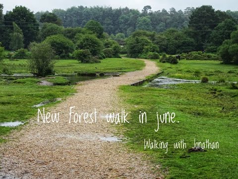 New Forest walk in June. Beaulieu to Longslade Bottom