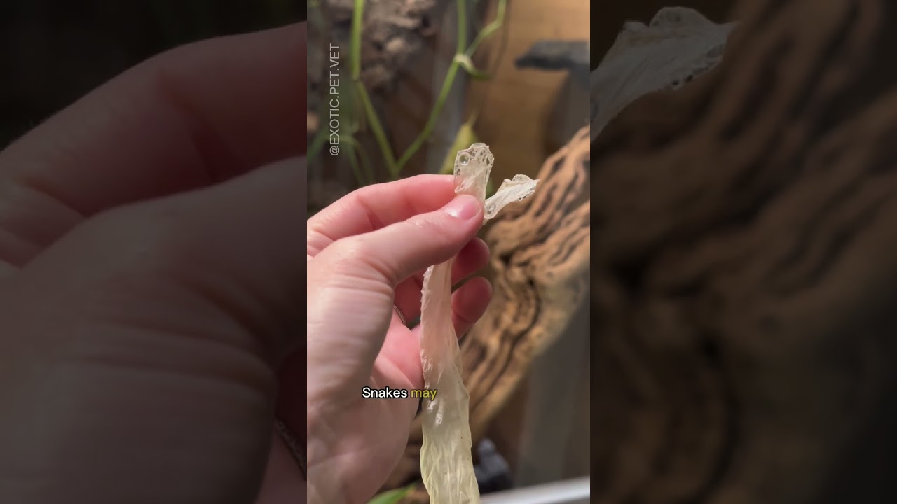 How To Help Your Snake Shed Properly - Tips From A Vet