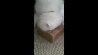 Max Barkbox May 2014