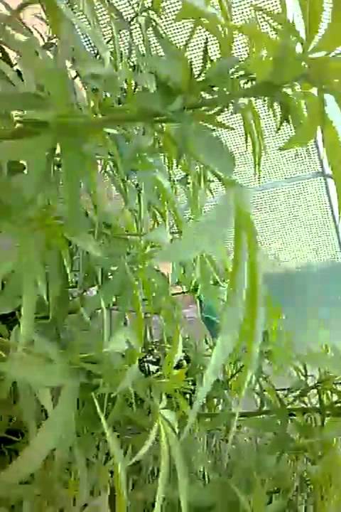 Grape krush medical marijuana