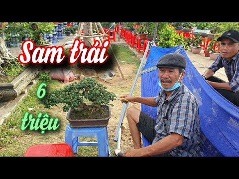 Video SH.6297. Cây Sam trái dày đặc dáng đẹp 6 triệu đồng... - youtube