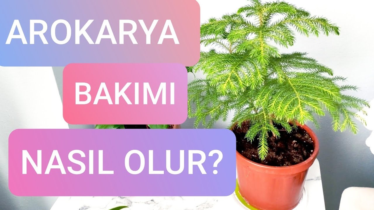 Arokarya Salon Çamı Bakımı