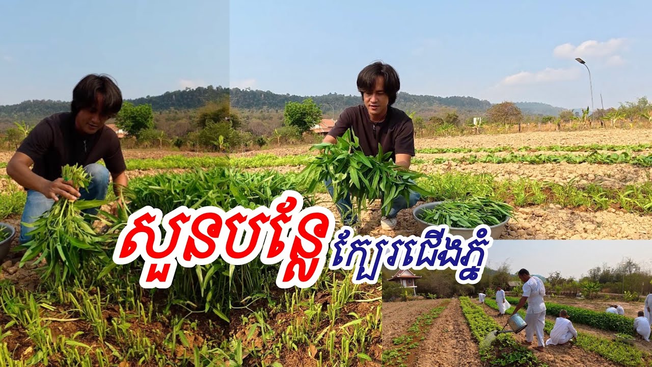 សួនបន្លែធម្មជាតិ ក្បែរជើងភ្នំ វត្តក្បាលស្ពាន ខេត្តសៀមរាប